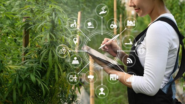 Smart farmer using tablet to monitor control marijuana or cannabis plantation in greenhouse. Agriculture and herbal medicine.