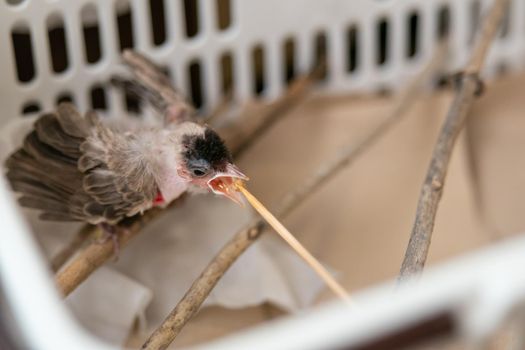 Feeding bird after treatment of Air Sac Rupture in Birds, baby Red-whiskered bulbul injury after attack by cat.