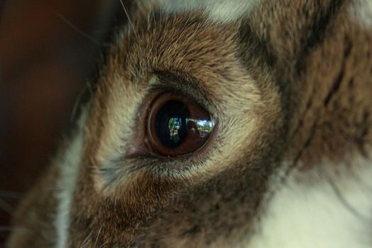 Brown fluffy farm animal rabbit eye