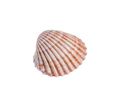 Seashell isolated on white background. Close-up view