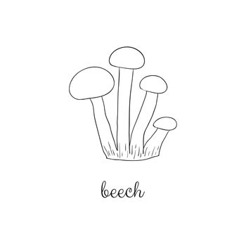 Doodle beech mushrooms.