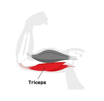 Arm muscle anatomical illustration ( triceps )