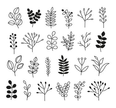 Set of doodle leafy twigs, wild herbs, plants, berries.