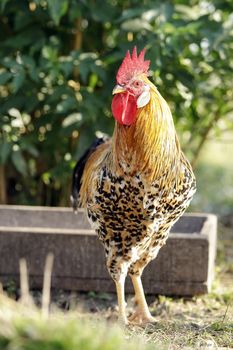 A variegated young, orange colour cock in the beautiful rustic nature background near the trough