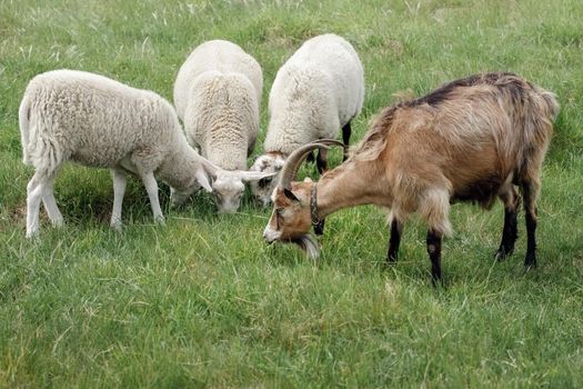 Domestic animals eat green juicy grass in the meadow