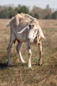 Skinny old sick goat in a dry meadow