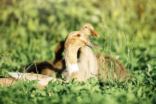 A happy duck rests in the grass and enjoys freedom