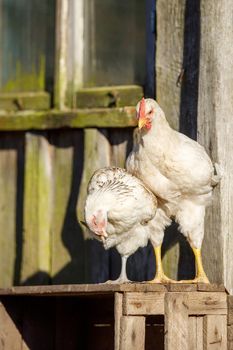 A couple of white chickens standing on the wooden box and the scratching his head with leg
