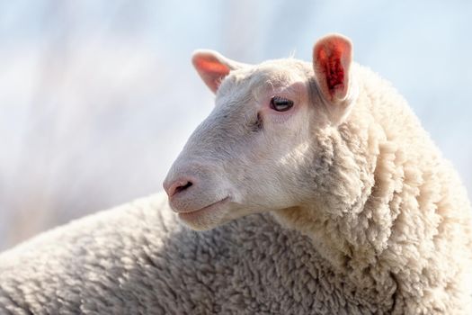 A beautiful portrait of a white sheep in close-up