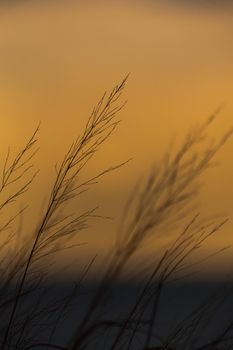 A beautiful nature background photograph of tall grass swaying in the breeze on a beach in Chicago with orange sunset sky backdrop beyond.