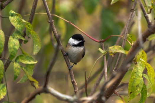 A beautiful autumn wildlife bird photograph of a black capped chickadee perched on a slim tree branch with bokeh background in the Midwest.
