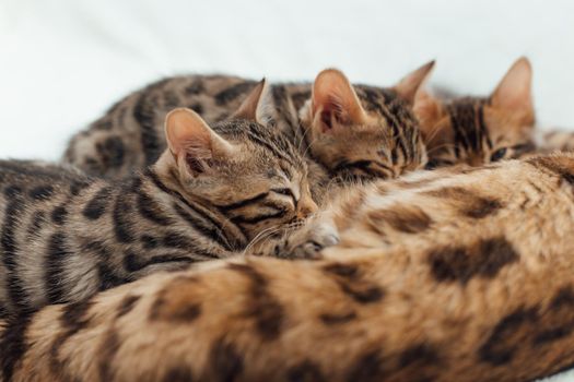 Bengal cat feeds her little kittens with breast