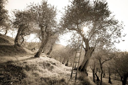 Landscape with ancient olive trees of the Pisan countryside