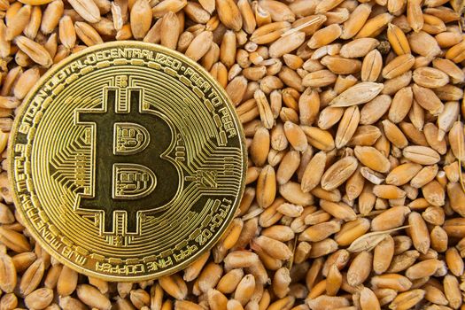 bitcoin coin lies on wheat grain