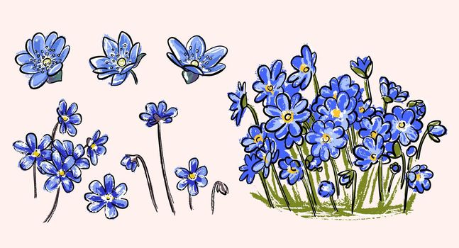 A set of spring primroses. Hepatica is a plant with blue flowers.