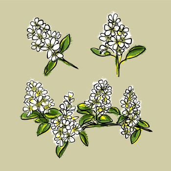 A flowering branch. Amelanchier or Saskatoon berry or Irga. Hand-drawn botanical vector.