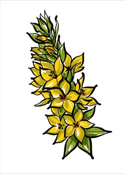 Yellow or garden wormwood Lysimachia vulgaris, a medicinal plant.