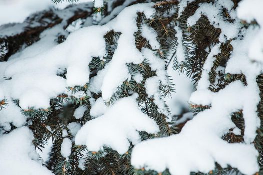 Pine branch in the snow after a blizzard
