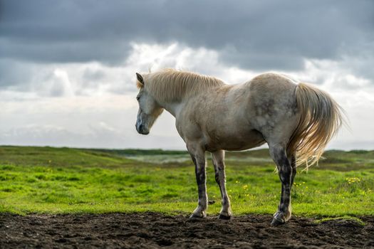 Icelandic horse in scenic nature of Iceland.