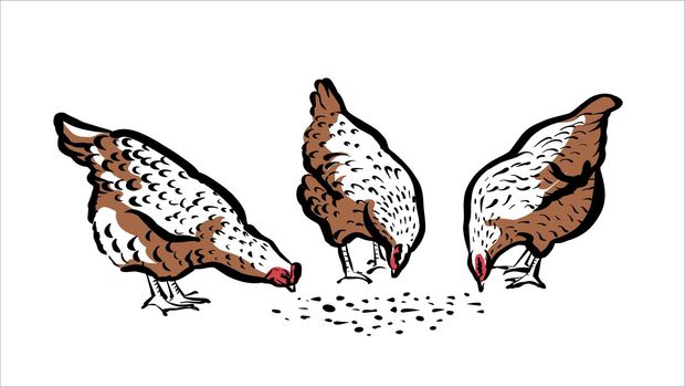 Chickens peck at the grass. Illustration of a stylish sketch by hand, in two colors.