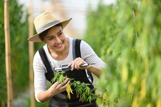 Smiling young farmer examining cannabis plants in greenhouse. Concept of herbal alternative medicine, cbd oil, pharmaceutical industry