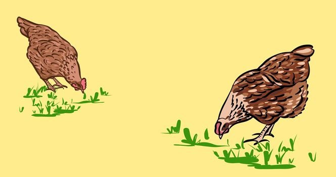 Chickens peck at the grass. Hand-drawn sketch illustration, color. The banner is horizontal, for your own design, with space for the text.