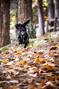 dog jumping on the leaves