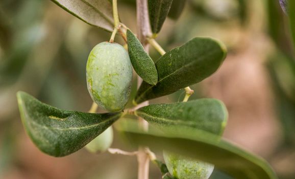 Ligurian Green olives
