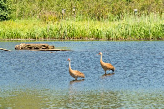Sandhill cranes during courting season in nature reservation habitat