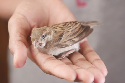 a sparrow bird hand close up
