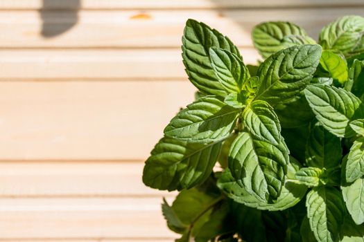 Photo of mint on the table. Mint on wooden background. Healthy food, healthy drinks. green grass. Ecology natural layout.copy space
