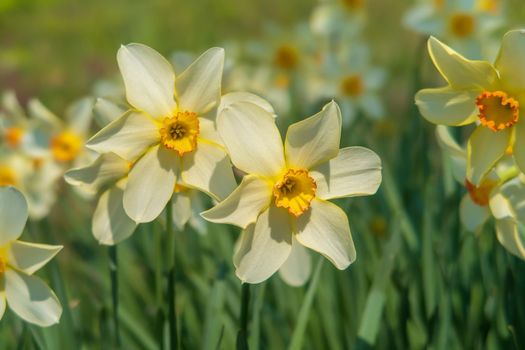 In spring, a yellow narcissus blooms in the garden.