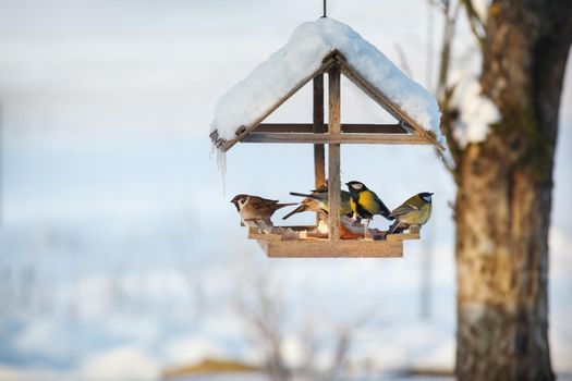 Five birds in the snowy winter bird feeder