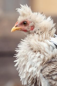 White fluffy feathers, tufted hen in profile. Vertical photo