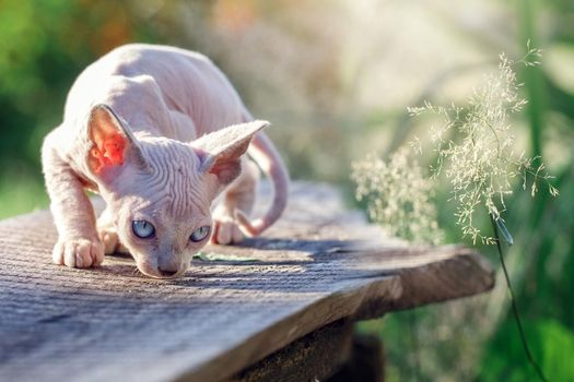 A kitten without fur is lurking on a bench at summertime