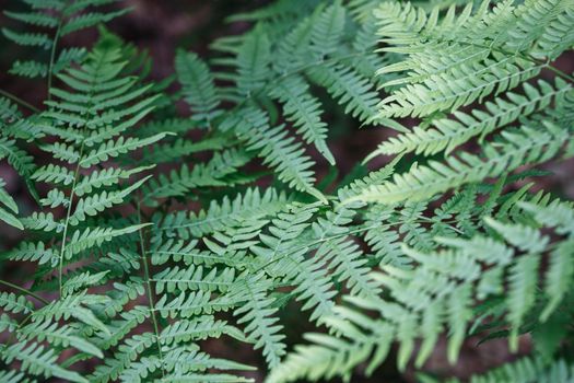 Beautiful fern green leaves background. Top view.