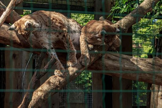 Two feline family lynx animal playing
