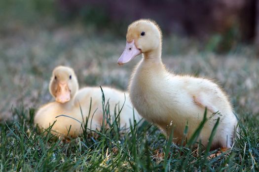 Portrait of two ducklings on the green grass