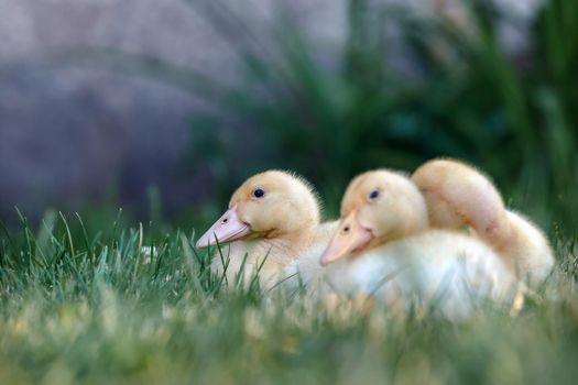 Three nice  ducklings rest in the garden on the grass