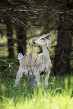 Beige young goatling eating branches of a tree