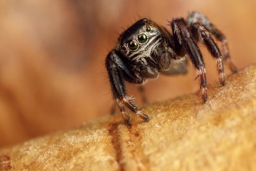 Hairy, black jumping spider sits on a birch bark and shows of eyes detail