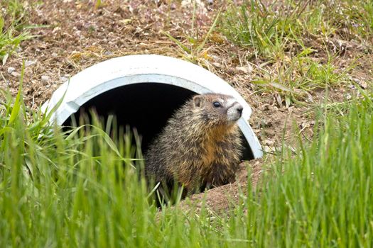 Cute hoary marmot at drainage pipe.