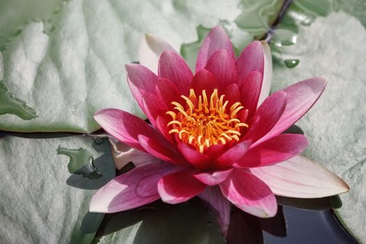 Red water lily flower and leaves with water on them.