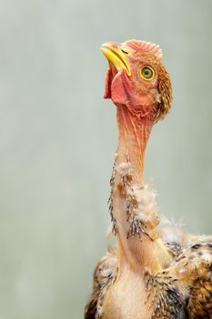 Young, naked neck chicken in a light green background