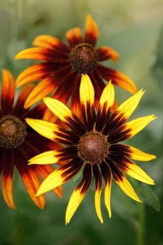 Bright yellow rudbeckia flowers also called Black Eyed Susan in the garden on summer. Gift Card.