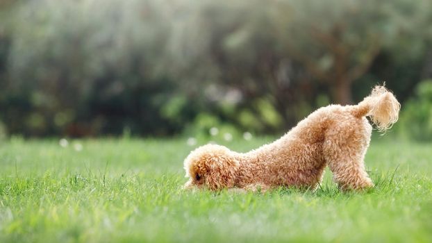 Brown young poodle on a green sunny summer nature background. The dog is very playful, he naughty and hides his nose in the grass and his tail is raised high. There is space for text