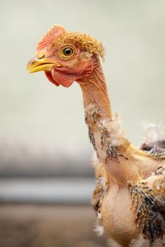 Profile portrait of a bald-neck orange color chicken