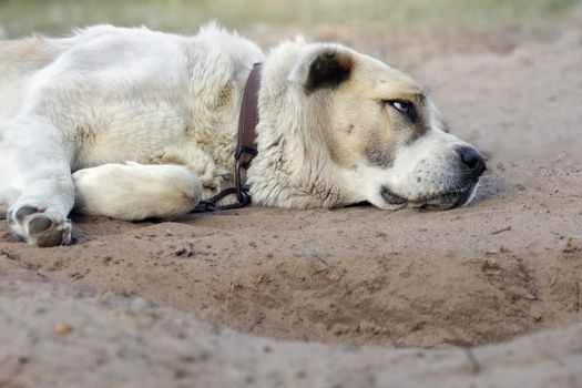 A lonesome, sad dog is sleeping and tied to a chain next to rural yard