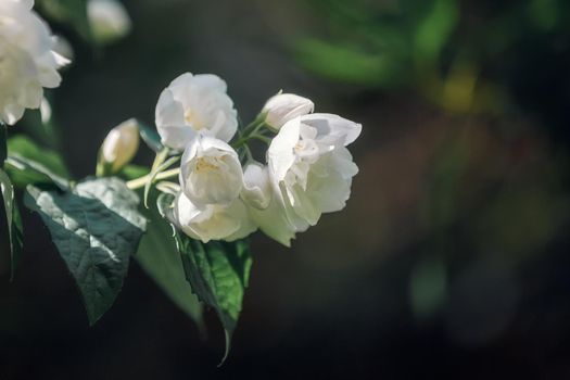 Beautiful white Jasmine flowers in dark background.