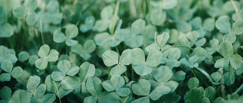 Green clover leaves natural background. shamrocks, symbol of St.Patrick's day. 17 march holiday concept. banner. flat lay. copy space.